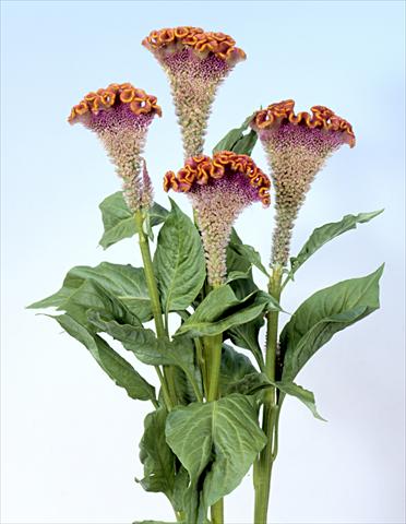 foto van een variëteit aan bloemen, te gebruiken als: Pot - en perkplant Celosia cristata Bombay Fiora
