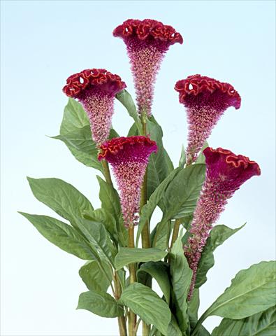 foto van een variëteit aan bloemen, te gebruiken als: Pot - en perkplant Celosia cristata Bombay Fire