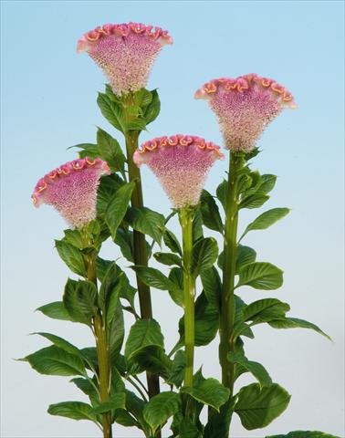 foto van een variëteit aan bloemen, te gebruiken als: Pot - en perkplant Celosia cristata Bombay Firosa