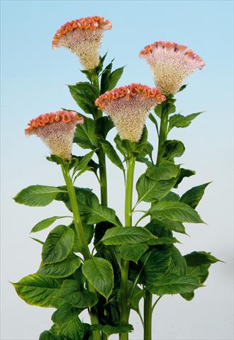 foto van een variëteit aan bloemen, te gebruiken als: Pot - en perkplant Celosia cristata Bombay Fisal