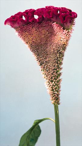 foto van een variëteit aan bloemen, te gebruiken als: Pot - en perkplant Celosia cristata Bombay Velvet