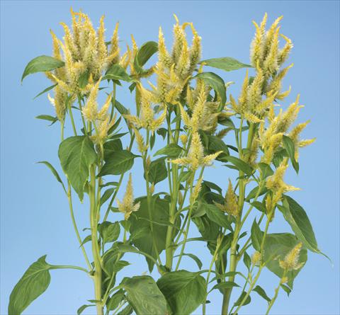 foto van een variëteit aan bloemen, te gebruiken als: Pot - en perkplant Celosia spicata Celway Lemon Yellow
