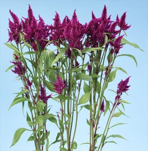 foto van een variëteit aan bloemen, te gebruiken als: Pot - en perkplant Celosia spicata Celway Purple