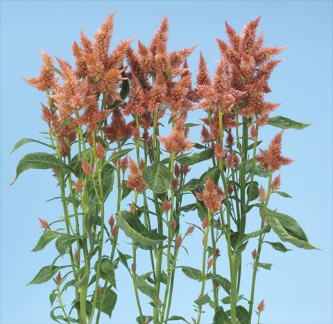 foto van een variëteit aan bloemen, te gebruiken als: Pot - en perkplant Celosia spicata Celway Salmon