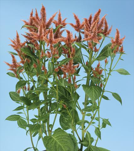 foto van een variëteit aan bloemen, te gebruiken als: Pot - en perkplant Celosia spicata Celway Terracotta