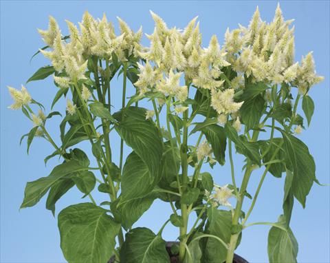 foto van een variëteit aan bloemen, te gebruiken als: Pot - en perkplant Celosia spicata Celway White