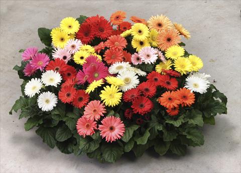 foto van een variëteit aan bloemen, te gebruiken als: Pot - en perkplant Gerbera jamesonii Mega Revolution Formula Mix