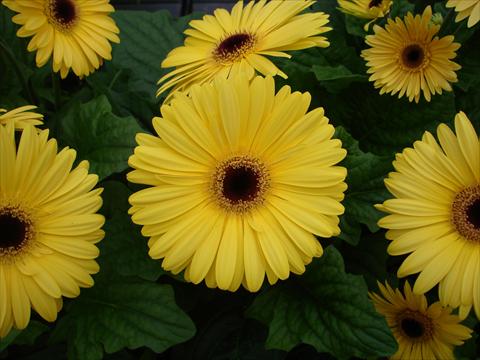 foto van een variëteit aan bloemen, te gebruiken als: Pot - en perkplant Gerbera jamesonii Mega Revolution Golden Yellow Dark Centre