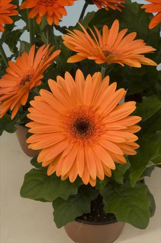 foto van een variëteit aan bloemen, te gebruiken als: Pot - en perkplant Gerbera jamesonii Mega Revolution Orange Dark Centre