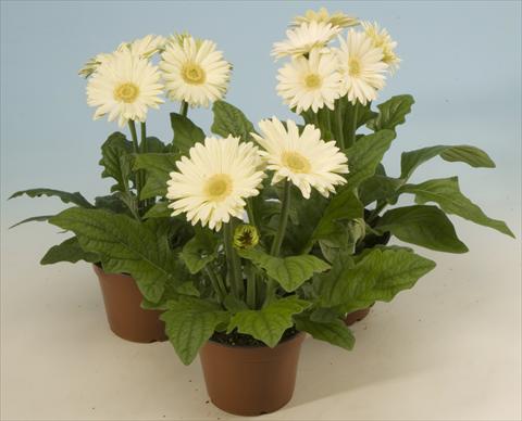 foto van een variëteit aan bloemen, te gebruiken als: Pot - en perkplant Gerbera jamesonii Mega Revolution White