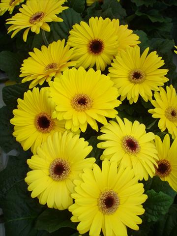 foto van een variëteit aan bloemen, te gebruiken als: Pot - en perkplant Gerbera jamesonii Mega Revolution Yellow Shades