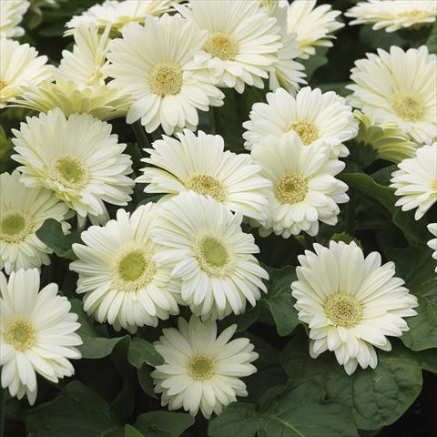 foto van een variëteit aan bloemen, te gebruiken als: Pot - en perkplant Gerbera jamesonii Mini Revolution White