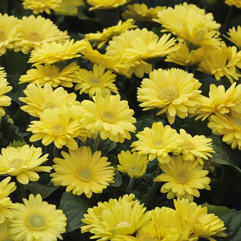 foto van een variëteit aan bloemen, te gebruiken als: Pot - en perkplant Gerbera jamesonii Mini Revolution Yellow