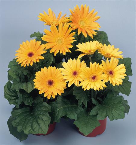 foto van een variëteit aan bloemen, te gebruiken als: Pot - en perkplant Gerbera jamesonii Revolution Golden Yellow Shades