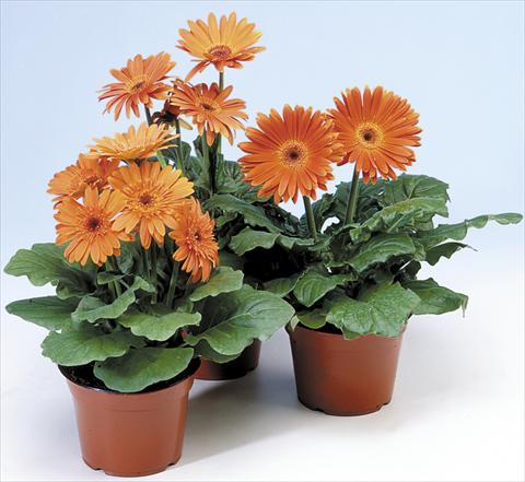 foto van een variëteit aan bloemen, te gebruiken als: Pot - en perkplant Gerbera jamesonii Revolution Pastel Orange Dark Centre