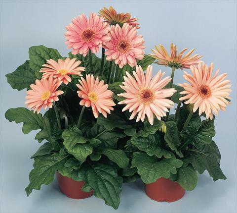 foto van een variëteit aan bloemen, te gebruiken als: Pot - en perkplant Gerbera jamesonii Revolution Pastel Pink Shades Dark Centre