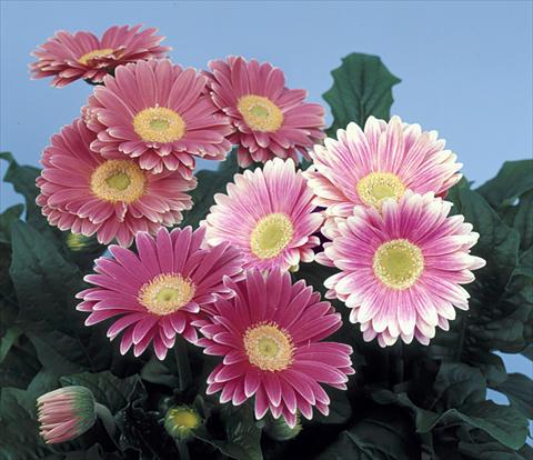 foto van een variëteit aan bloemen, te gebruiken als: Pot - en perkplant Gerbera jamesonii Revolution Pink Green Centre