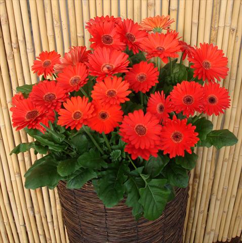 foto van een variëteit aan bloemen, te gebruiken als: Pot - en perkplant Gerbera jamesonii Revolution Red Dark Centre