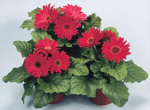 foto van een variëteit aan bloemen, te gebruiken als: Pot - en perkplant Gerbera jamesonii Revolution Red Shades Dark Centre