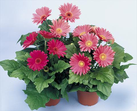 foto van een variëteit aan bloemen, te gebruiken als: Pot - en perkplant Gerbera jamesonii Revolution Rose Shades