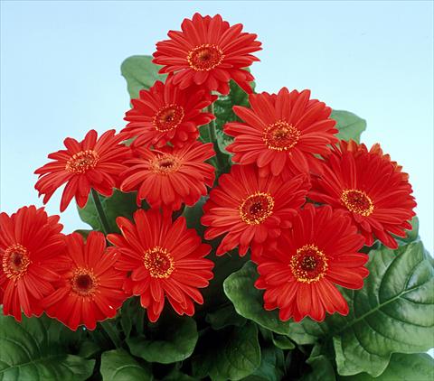 foto van een variëteit aan bloemen, te gebruiken als: Pot - en perkplant Gerbera jamesonii Revolution Scarlet Dark Centre
