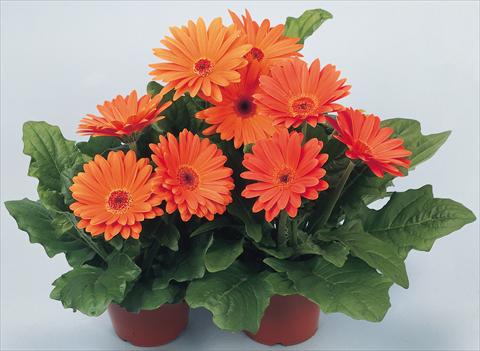 foto van een variëteit aan bloemen, te gebruiken als: Pot - en perkplant Gerbera jamesonii Revolution Terracotta