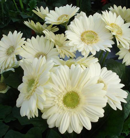 foto van een variëteit aan bloemen, te gebruiken als: Pot - en perkplant Gerbera jamesonii Revolution White