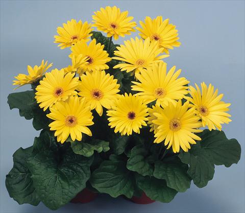foto van een variëteit aan bloemen, te gebruiken als: Pot - en perkplant Gerbera jamesonii Revolution Yellow Dark Centre