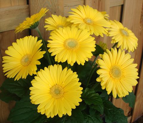 foto van een variëteit aan bloemen, te gebruiken als: Pot - en perkplant Gerbera jamesonii Revolution Yellow Green Centre