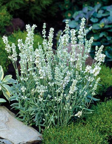 foto van een variëteit aan bloemen, te gebruiken als: Pot - en perkplant Lavandula angustifolia Ellagance Ice