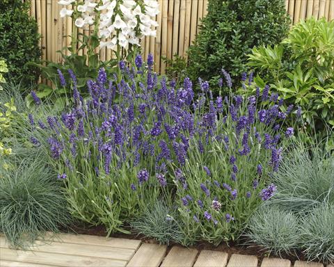 foto van een variëteit aan bloemen, te gebruiken als: Pot - en perkplant Lavandula angustifolia Ellagance Purple
