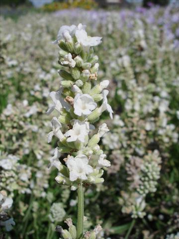 foto van een variëteit aan bloemen, te gebruiken als: Pot - en perkplant Lavandula angustifolia Ellagance Snow
