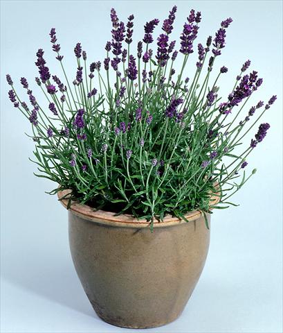 foto van een variëteit aan bloemen, te gebruiken als: Pot - en perkplant Lavandula angustifolia Lavance Purple