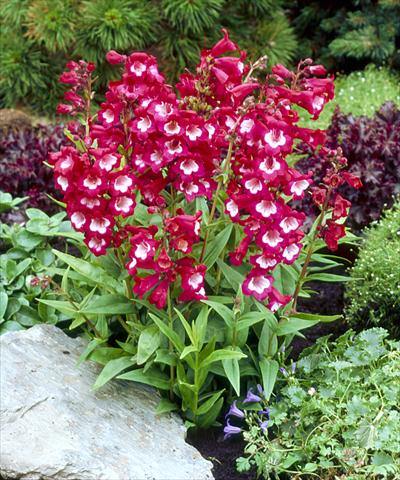 foto van een variëteit aan bloemen, te gebruiken als: Perkplant / Borders Penstemon hartwegii Tubular Bells Winered with White Throat