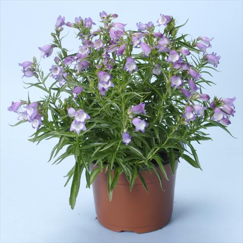 foto van een variëteit aan bloemen, te gebruiken als: Pot - en perkplant Penstemon x mexicali Carillo Purple