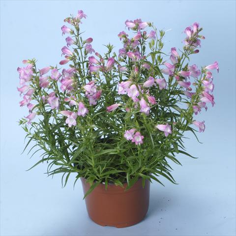 foto van een variëteit aan bloemen, te gebruiken als: Perkplant / Borders Penstemon x mexicali Carillo Rose