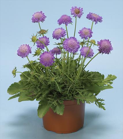 foto van een variëteit aan bloemen, te gebruiken als: Perkplant / Borders Scabiosa columbaria Blue Note