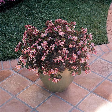 foto van een variëteit aan bloemen, te gebruiken als: Pot - en perkplant Begonia x hybrida Baby Wing Pink