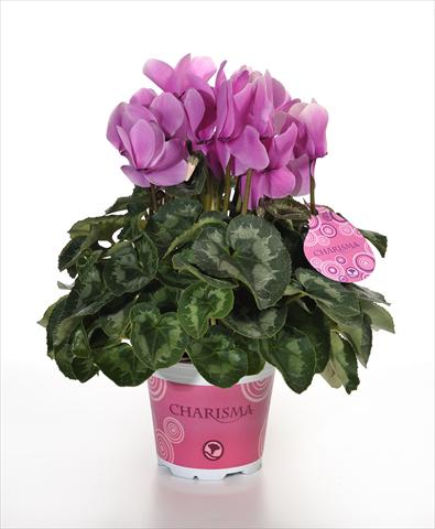 foto van een variëteit aan bloemen, te gebruiken als: Pot - en perkplant Cyclamen persicum Charisma F1