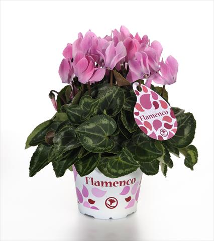 foto van een variëteit aan bloemen, te gebruiken als: Pot - en perkplant Cyclamen persicum mini Mini Flamenco F1