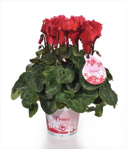 foto van een variëteit aan bloemen, te gebruiken als: Pot - en perkplant Cyclamen persicum Prince F1