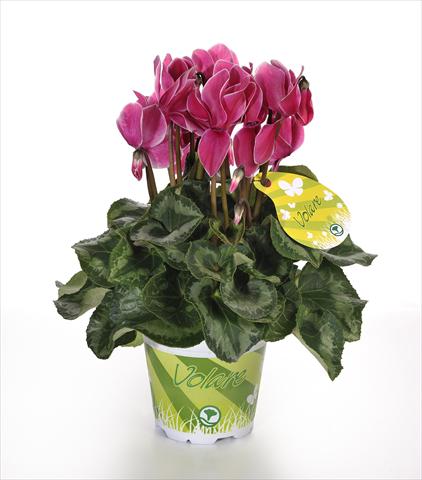 foto van een variëteit aan bloemen, te gebruiken als: Pot - en perkplant Cyclamen persicum Volare Fantasia F1