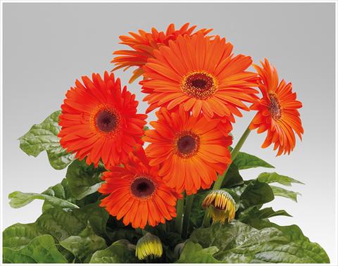 foto van een variëteit aan bloemen, te gebruiken als: Pot - en perkplant Gerbera jamesonii Royal Deep Orange Dark Eye