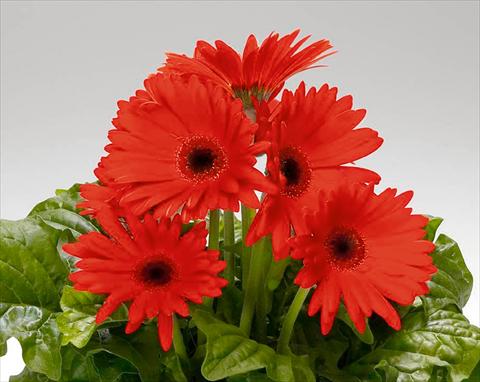 foto van een variëteit aan bloemen, te gebruiken als: Pot - en perkplant Gerbera jamesonii Royal F1 Orange Scarlet dark Eye