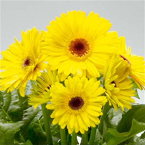 foto van een variëteit aan bloemen, te gebruiken als: Pot - en perkplant Gerbera jamesonii Royal F1 Yellow dark eye