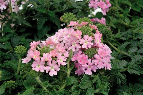 foto van een variëteit aan bloemen, te gebruiken als: Potplant, patioplant, korfplant Verbena hybrida Shangri-La® Light Pink Scented