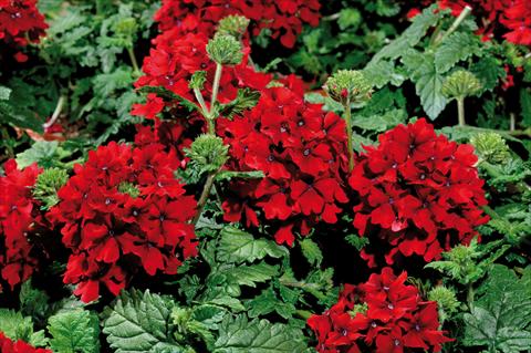 foto van een variëteit aan bloemen, te gebruiken als: Potplant, patioplant, korfplant Verbena hybrida Shangri-La® Velvet Scarlet
