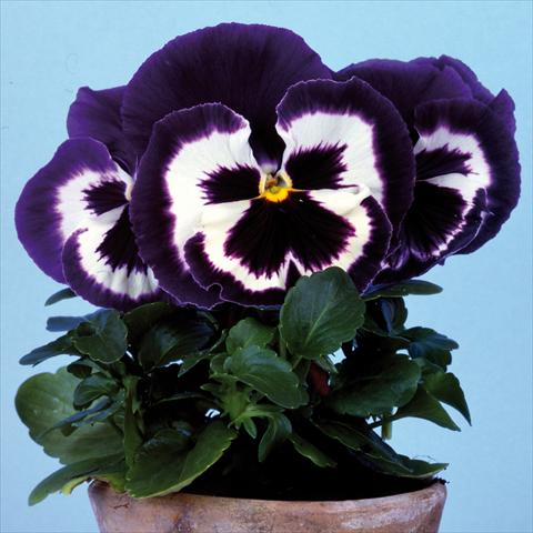 foto van een variëteit aan bloemen, te gebruiken als: Pot - en perkplant Viola wittrockiana Big Sun F1 Blue Top