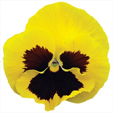 foto van een variëteit aan bloemen, te gebruiken als: Pot - en perkplant Viola wittrockiana Big Sun F1 Yellow Blotch