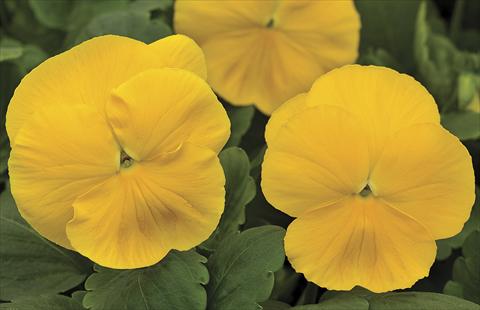 foto van een variëteit aan bloemen, te gebruiken als: Pot - en perkplant Viola wittrockiana Big Sun F1 Yellow